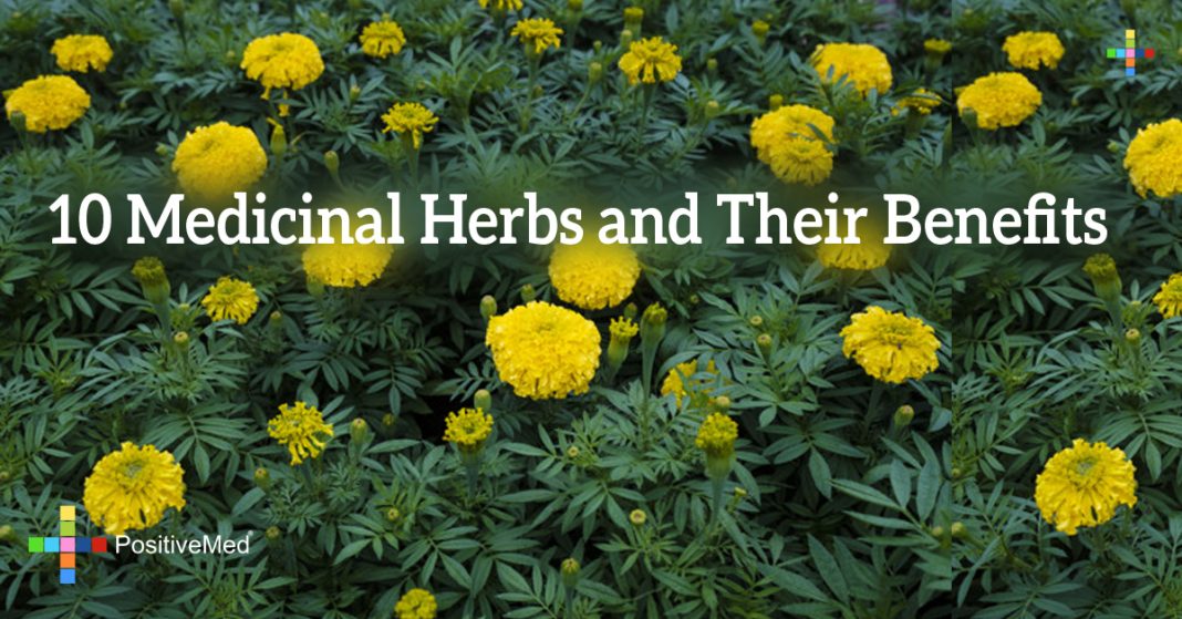 10 Medicinal Herbs and their Benefits