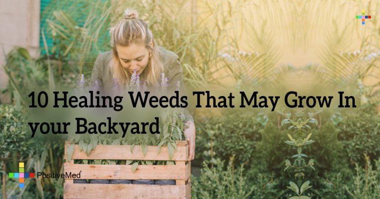 10 Healing Weeds That May Grow In your Backyard