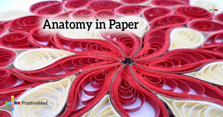 Anatomy in Paper Anatomy in Paper