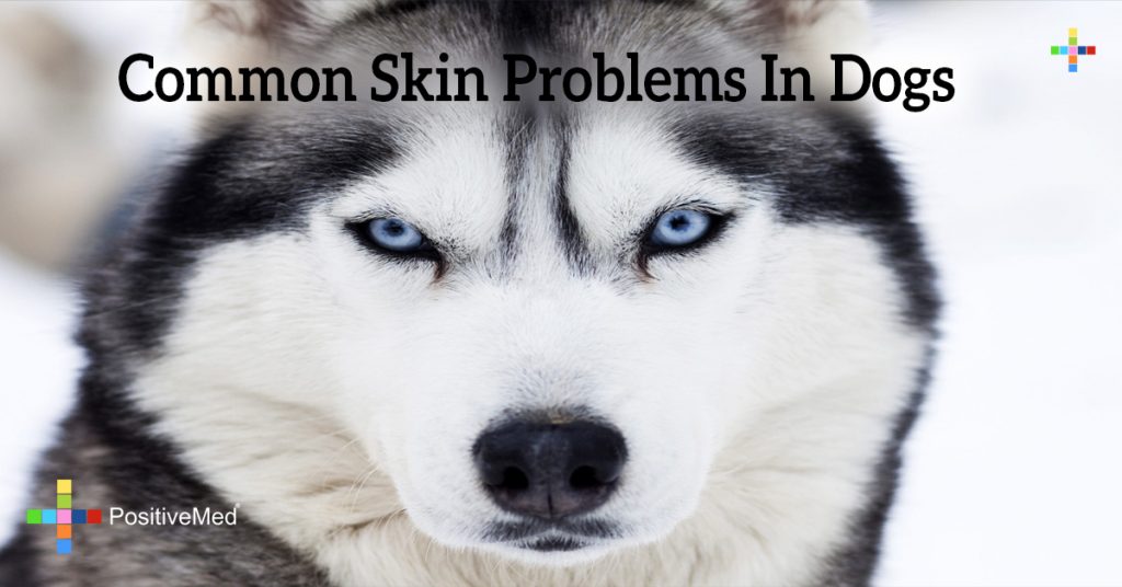 Common Skin Problems In Dogs