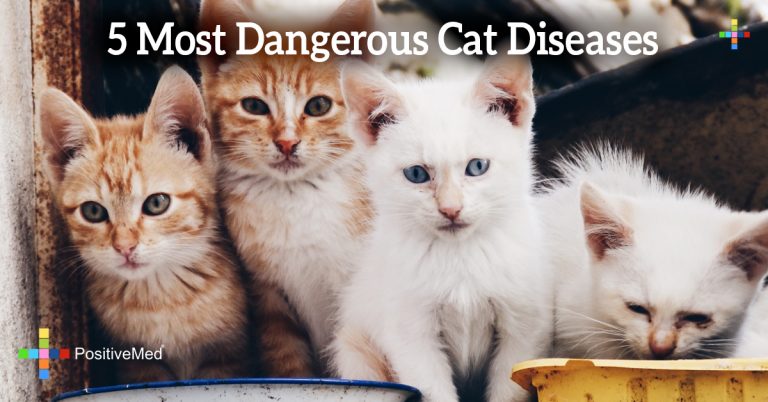 5 Most Dangerous Cat Diseases 5 Most Dangerous Cat Diseases