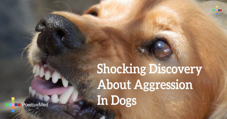 Shocking Discovery About Aggression In Dogs Shocking Discovery About Aggression In Dogs