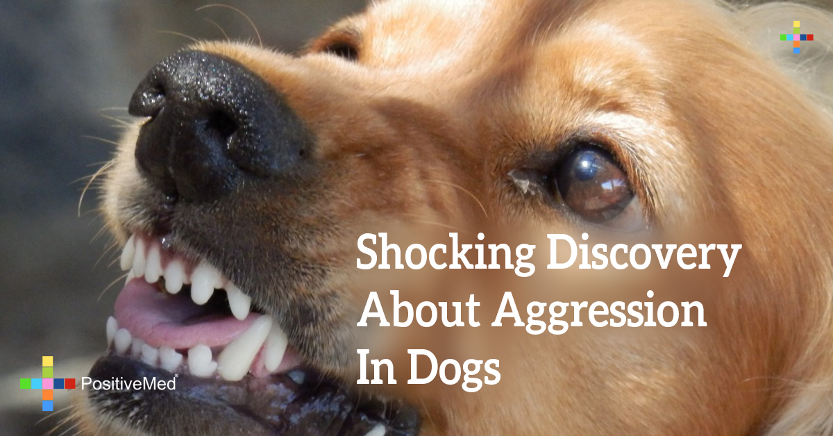 Shocking Discovery About Aggression In Dogs