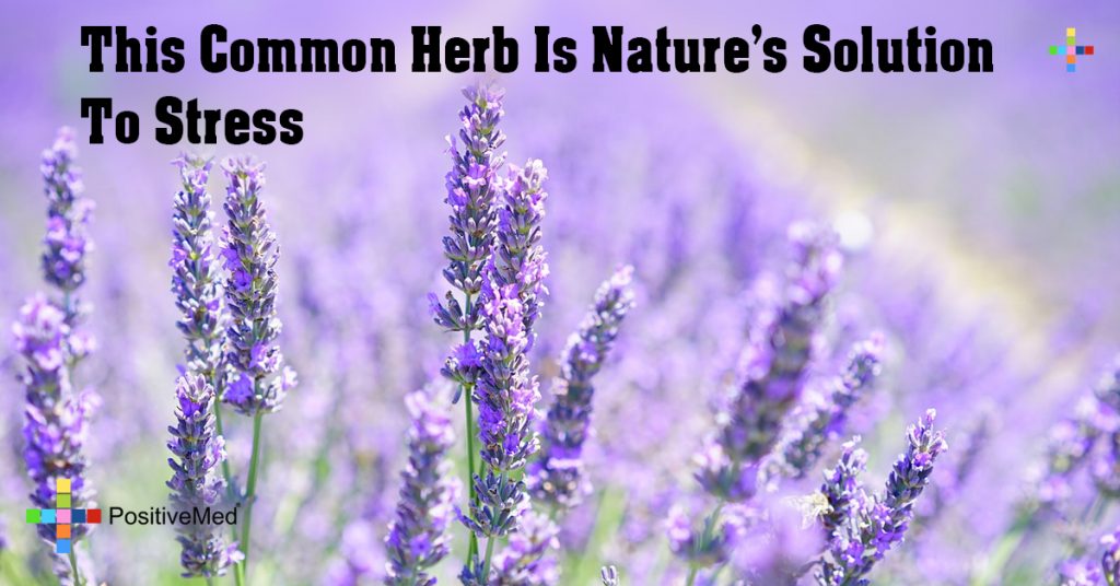 This Common Herb Is Nature's Solution To Stress