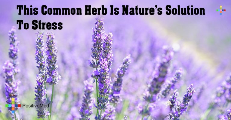 This Common Herb Is Nature’s Solution To Stress