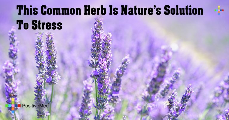 This Common Herb Is Nature’s Solution To Stress This Common Herb Is Nature’s Solution To Stress