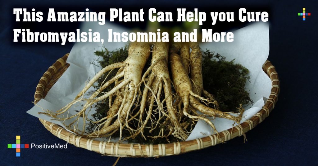 This Amazing Plant Can Help you Cure Fibromyalsia, Insomnia and More
