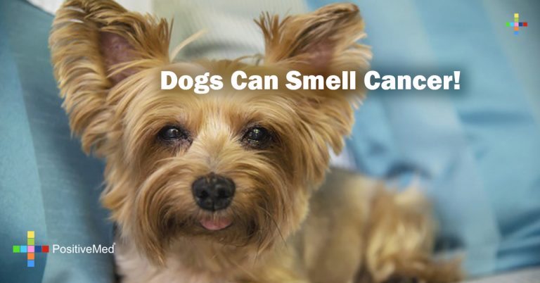 Dogs Can Smell Cancer!