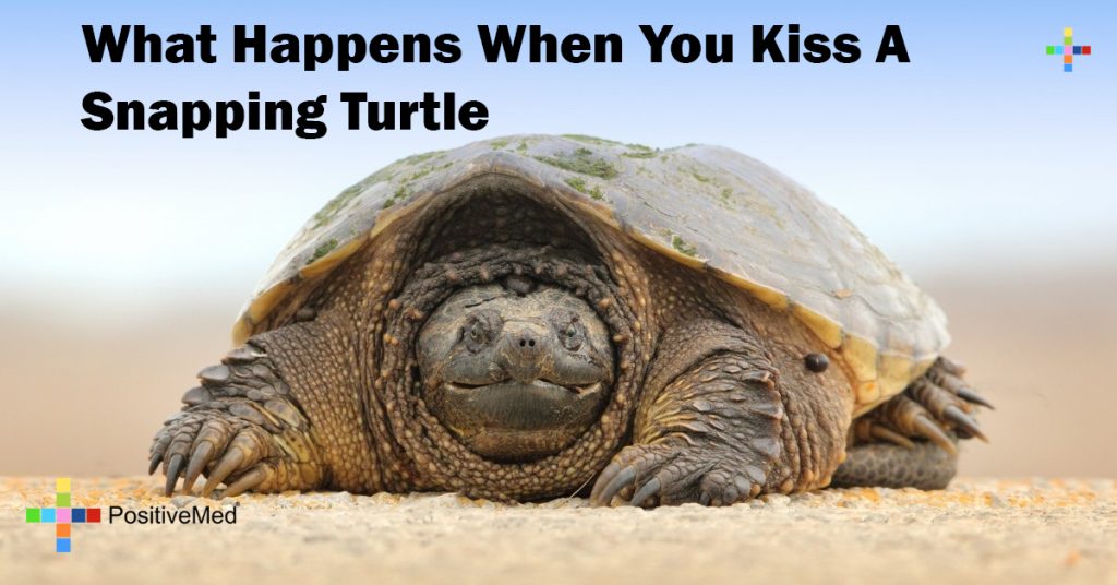 What Happens When You Kiss A Snapping Turtle