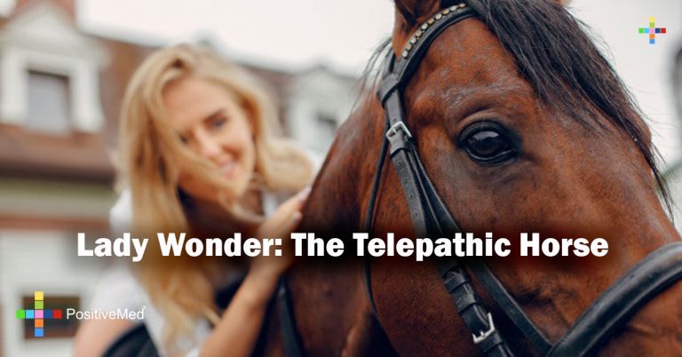 Lady Wonder: The Telepathic Horse Lady Wonder: The Telepathic Horse