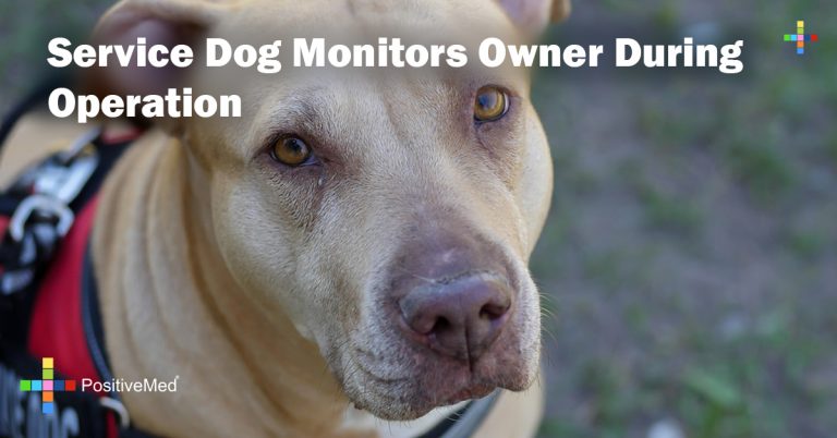 Service Dog Monitors Owner During Operation