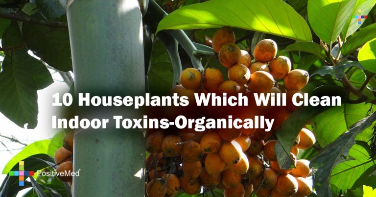 10 Houseplants Which Will Clean Indoor Toxins-Organically