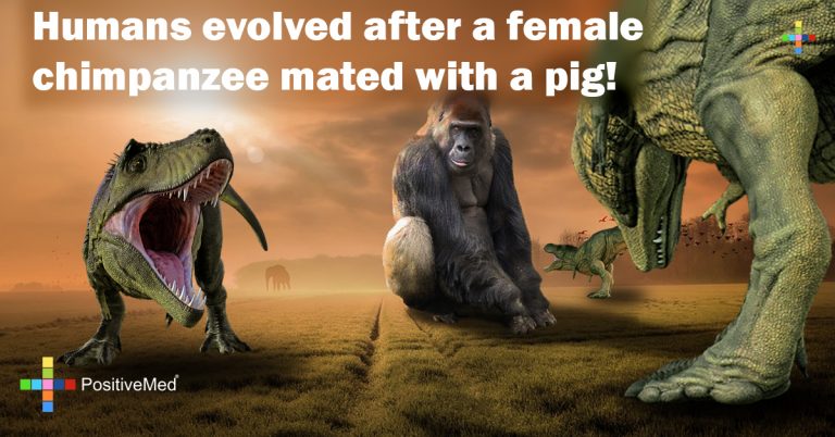 Humans evolved after a female chimpanzee mated with a pig! Humans evolved after a female chimpanzee mated with a pig!