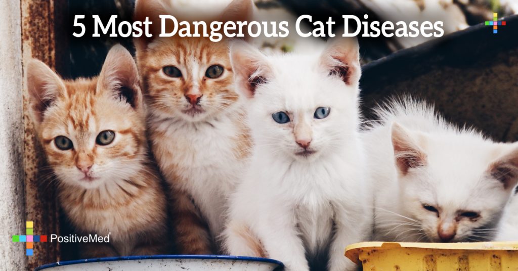 5 Most Dangerous Cat Diseases