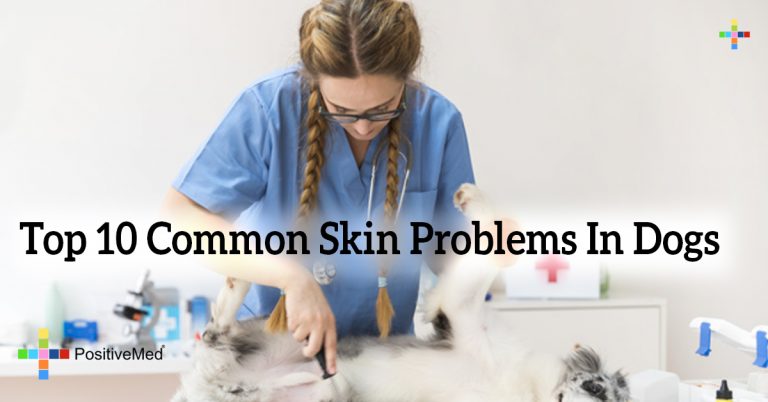 Top 10 Common Skin Problems In Dogs