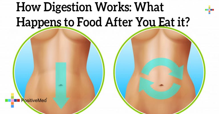 How Digestion Works: What Happens to Food After You Eat it? How Digestion Works: What Happens to Food After You Eat it?