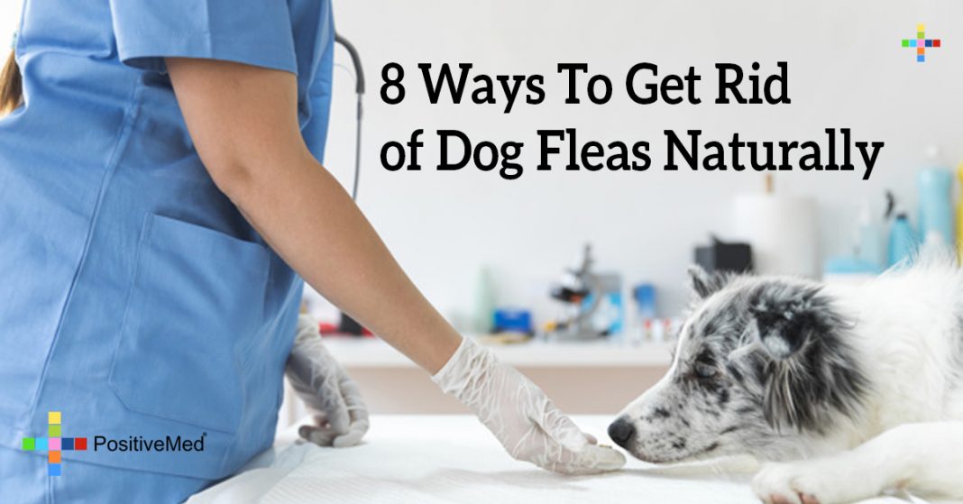 8 Ways To Get Rid of Dog Fleas Naturally PositiveMed