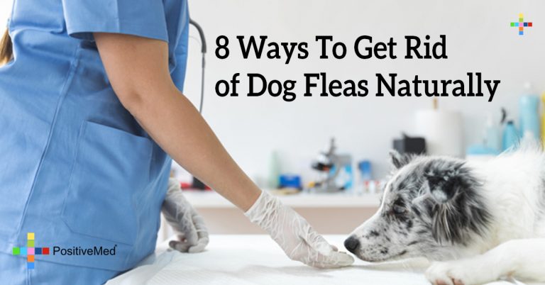 8 Ways To Get Rid of Dog Fleas Naturally 8 Ways To Get Rid of Dog Fleas Naturally