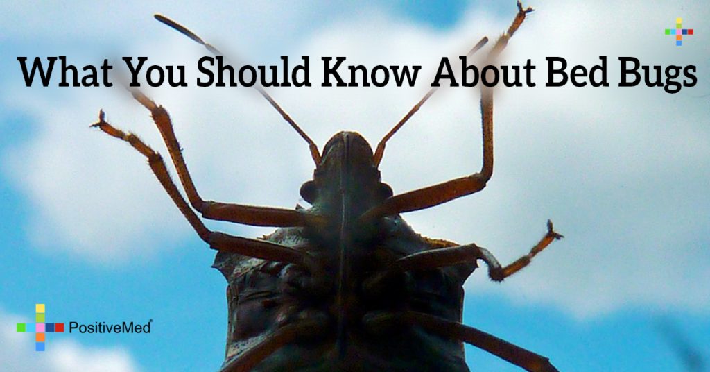 What You Should Know About Bed Bugs