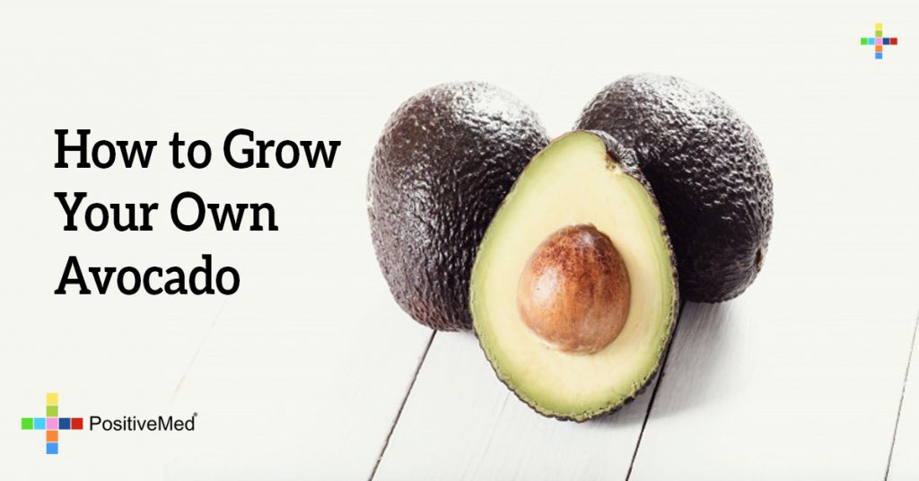 How to Grow Your Own Avocado