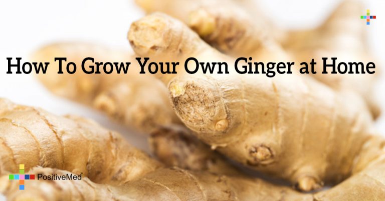 How To Grow Your Own Ginger at Home