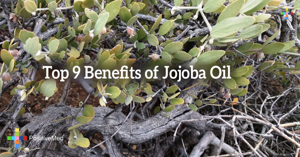 Top 9 Benefits of Jojoba Oil