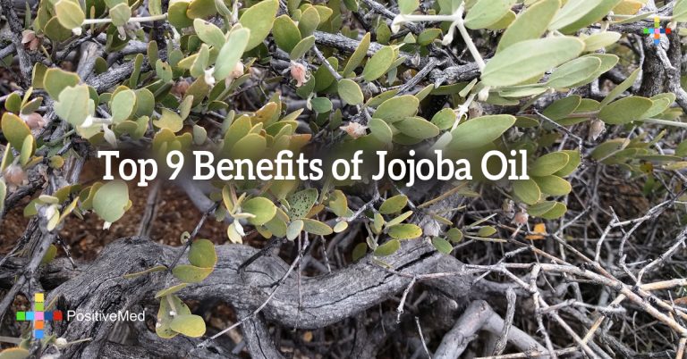 Top 9 Benefits of Jojoba Oil Top 9 Benefits of Jojoba Oil