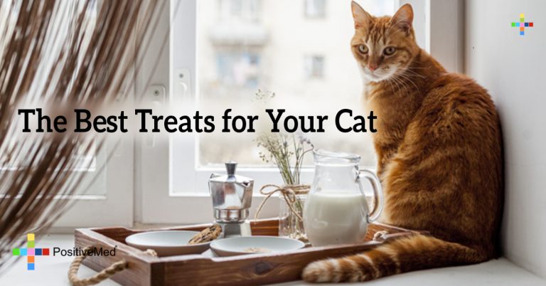 The Best Treats for Your Cat
