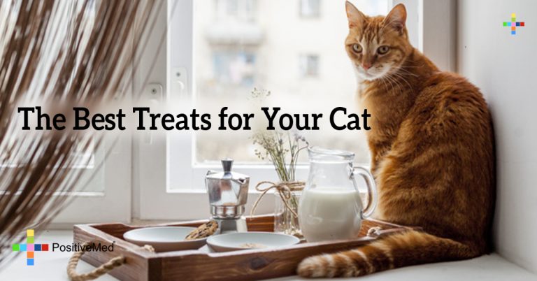 The Best Treats for Your Cat The Best Treats for Your Cat