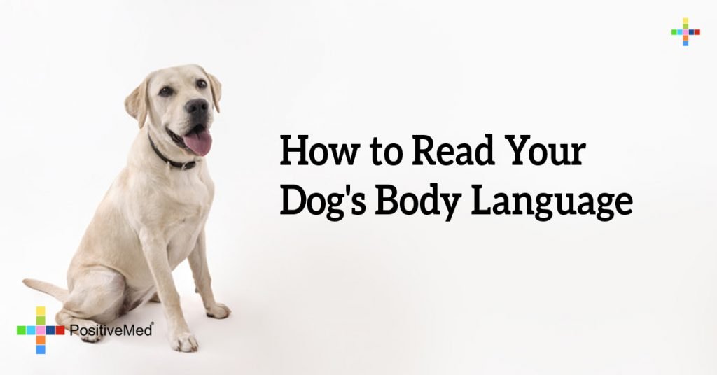How to Read Your Dog's Body Language