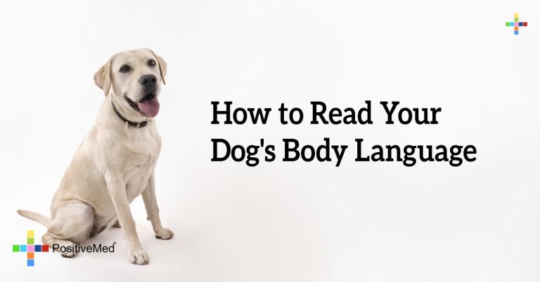 How to Read Your Dog’s Body Language