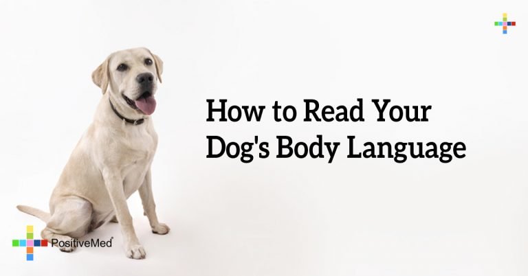 How to Read Your Dog’s Body Language How to Read Your Dog’s Body Language