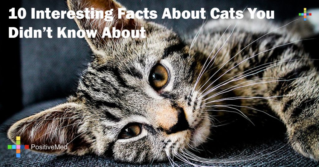 10 Interesting Facts About Cats You Didn't Know About