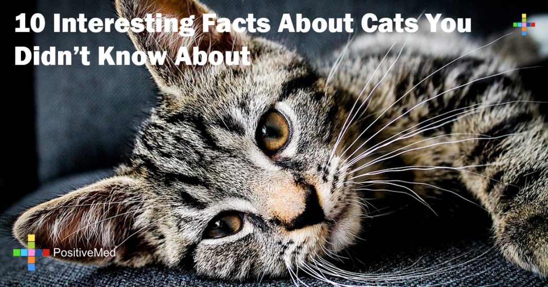 10 Interesting Facts About Cats You Didn't Know About 10 Interesting Facts About Cats You Didn't Know About