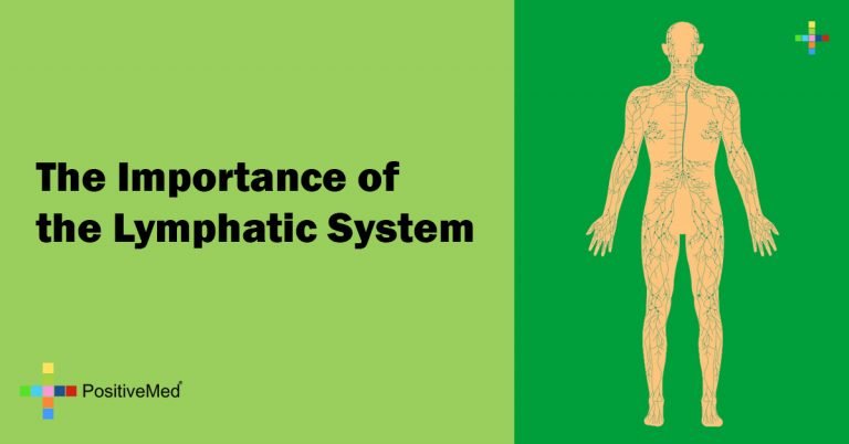 The Importance of the Lymphatic System The Importance of the Lymphatic System