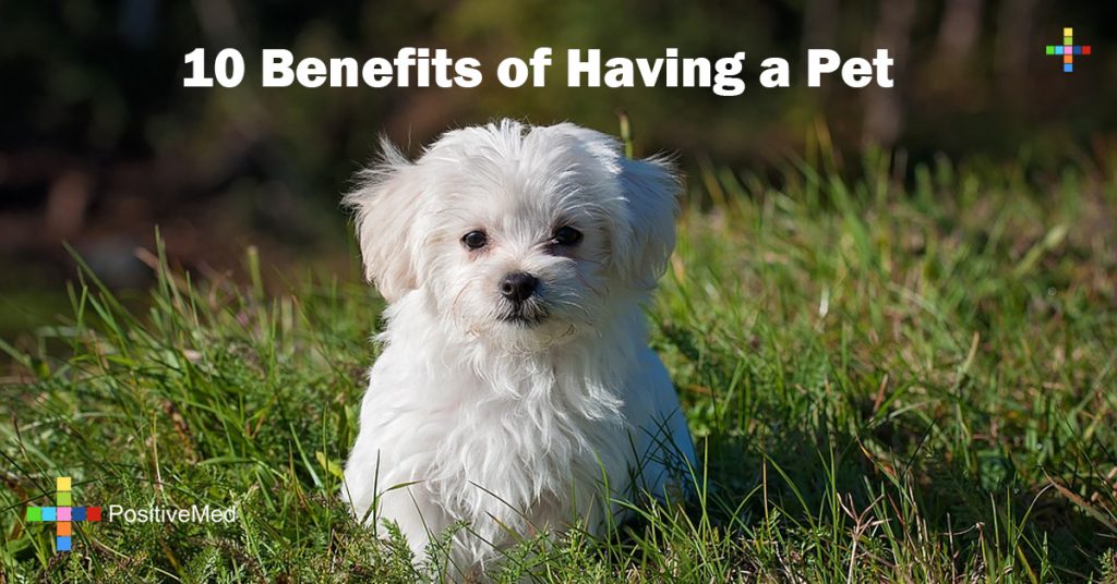 10 Benefits of Having a Pet