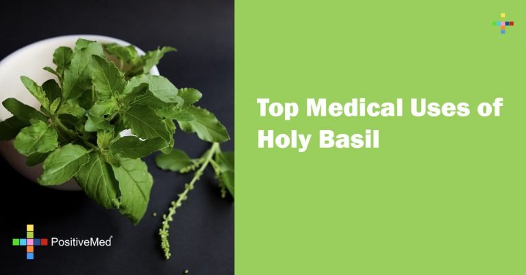 Top Medical Uses of Holy Basil Top Medical Uses of Holy Basil