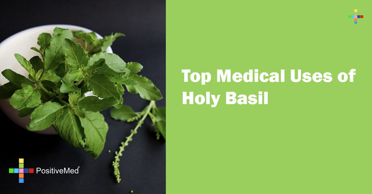 Top medical uses of Holy basil