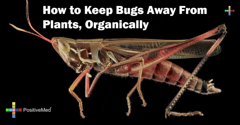 How to Keep Bugs Away From Plants, Organically