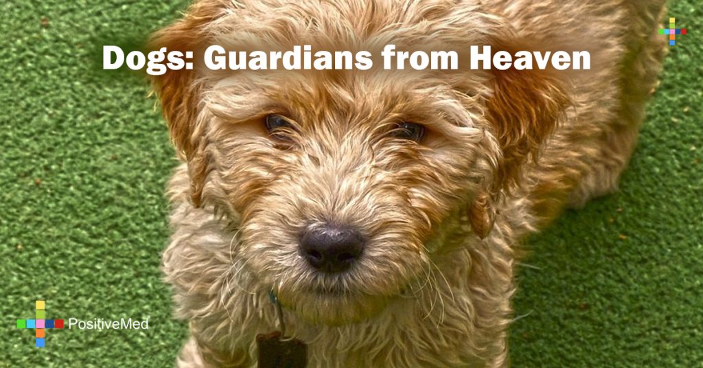 Dogs: Guardians from Heaven