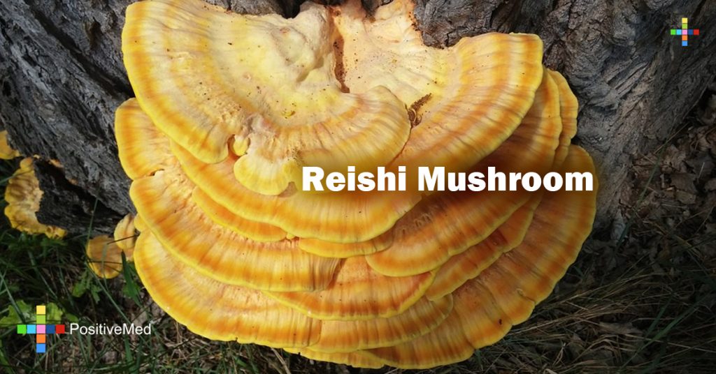 Reishi Mushroom
