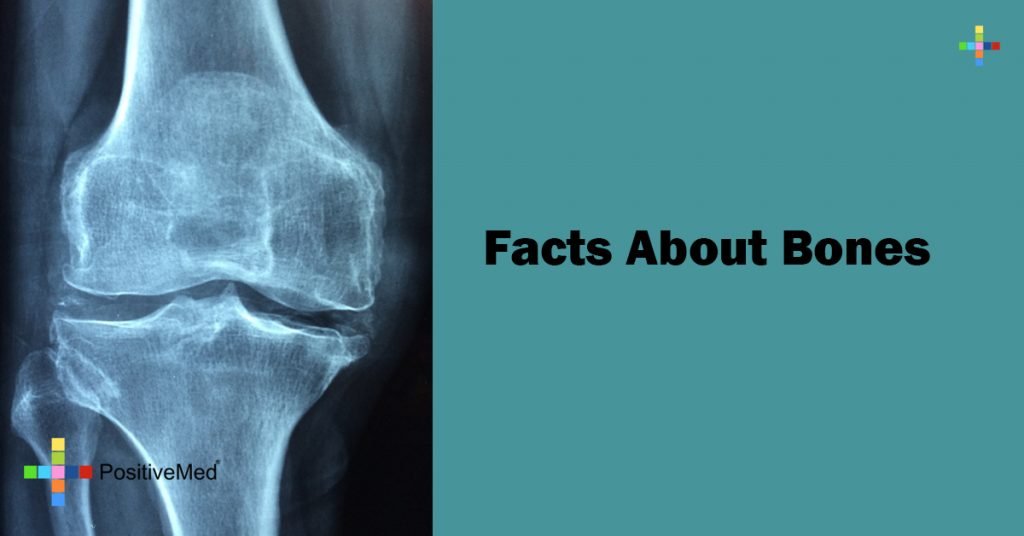 Facts About Bones