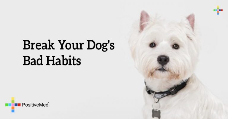 Break Your Dog’s Bad Habits Break Your Dog’s Bad Habits