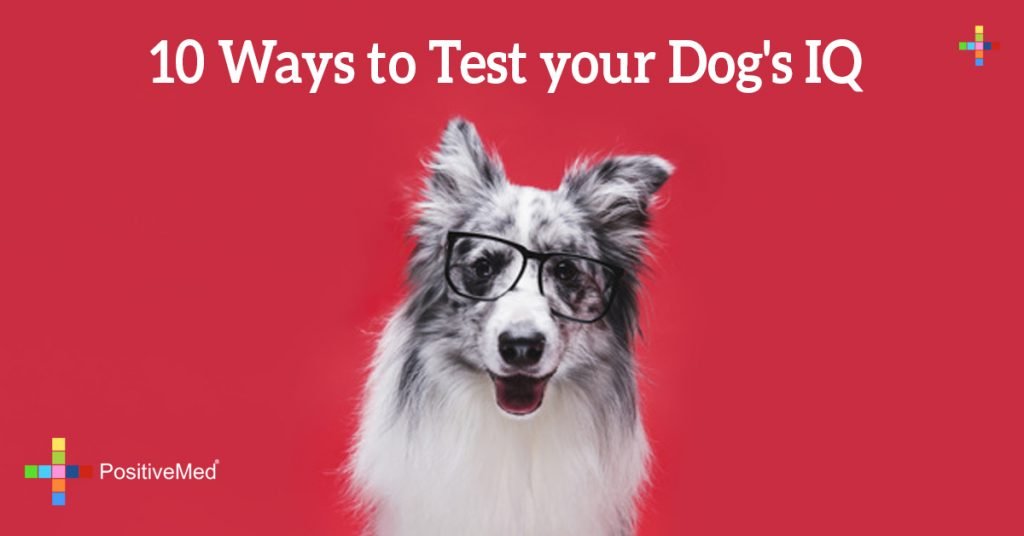 10 Ways to Test your Dog’s IQ