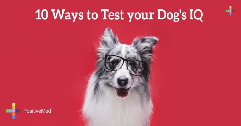 10 Ways to Test your Dog’s IQ 10 Ways to Test your Dog’s IQ