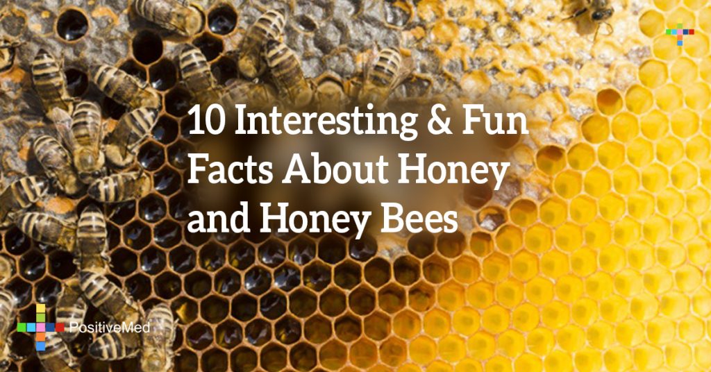 10 Interesting & Fun Facts About Honey and Honey Bees