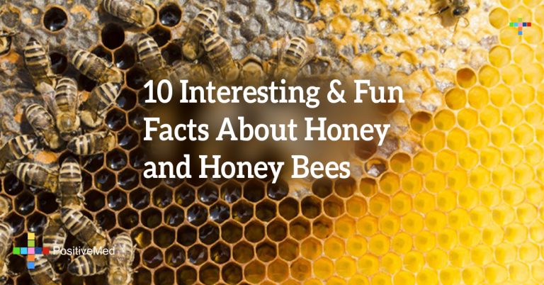 10 Interesting & Fun Facts About Honey and Honey Bees 10 Interesting & Fun Facts About Honey and Honey Bees