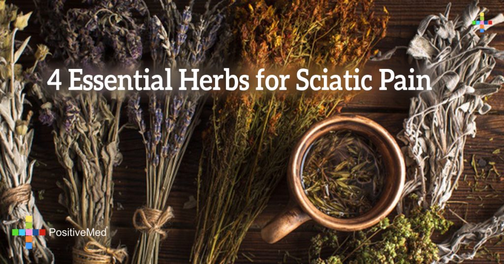 4 Essential Herbs for Sciatic Pain