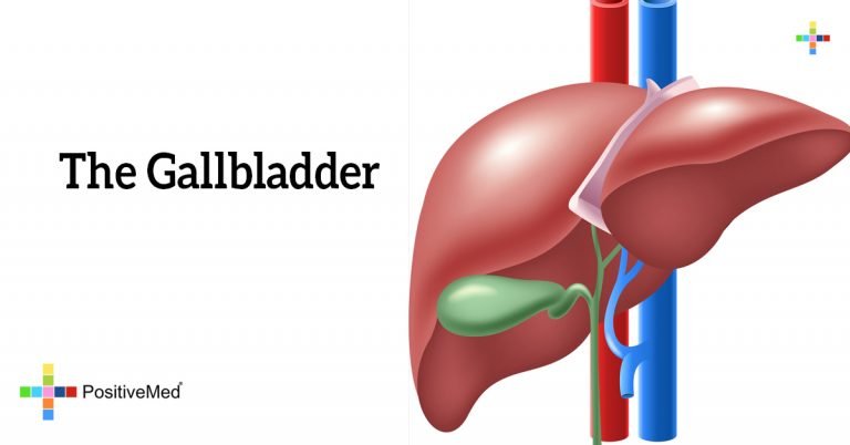The Gallbladder The Gallbladder