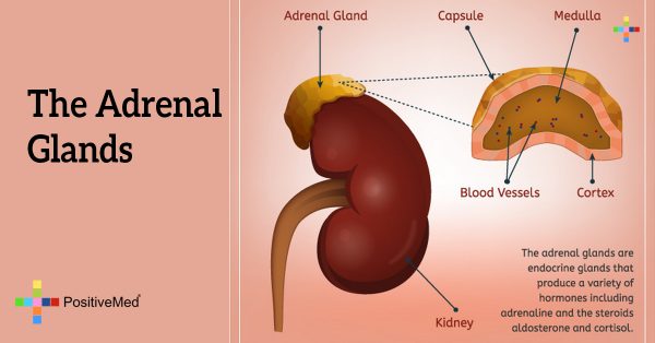 adrenal gland location adrenal gland location